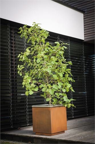 Wunderschönes Pflanzgefäß mit Edelstahlrand. 